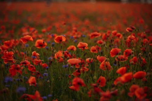 ANNUAL REMEMBRANCE SERVICE - 10 November 2024