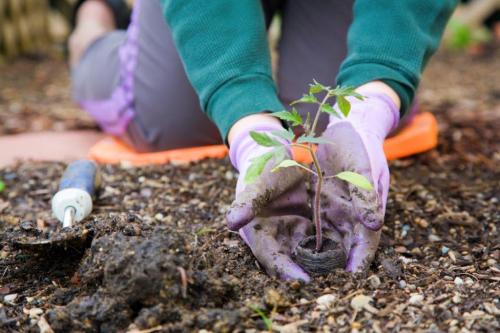 Chorley BC Tree Giveaway - 2024